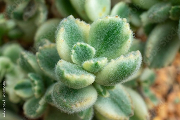 Obraz Cotyledon tomentosa | Bear's paw | Succulent plant