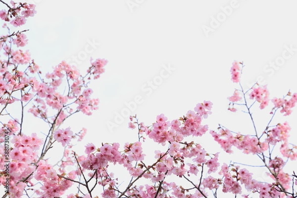 Fototapeta 満開の陽光桜