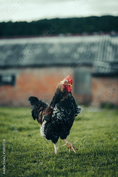 Obraz free range chicken on the grass