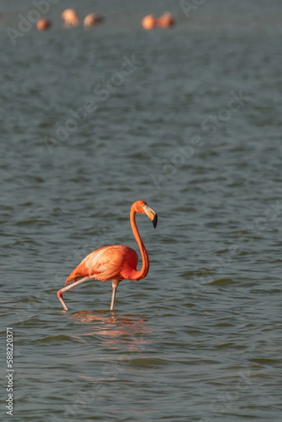 Fototapeta Vintage and retro collage photo of flamingos standing in clear blue sea with sunny sky with cloud and green coconut tree leaves in foreground.