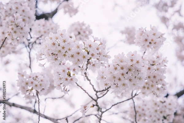 Fototapeta Cherry blossom in Japan