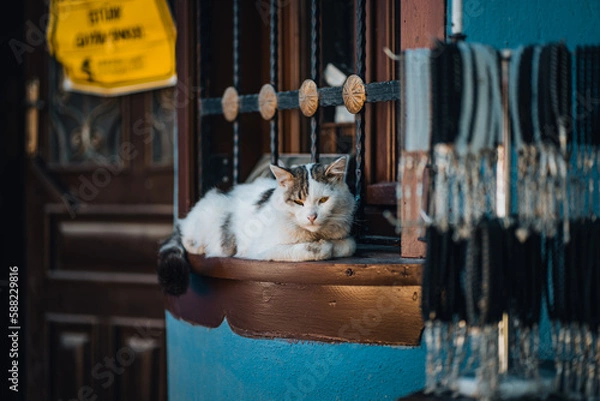 Obraz cat on the window