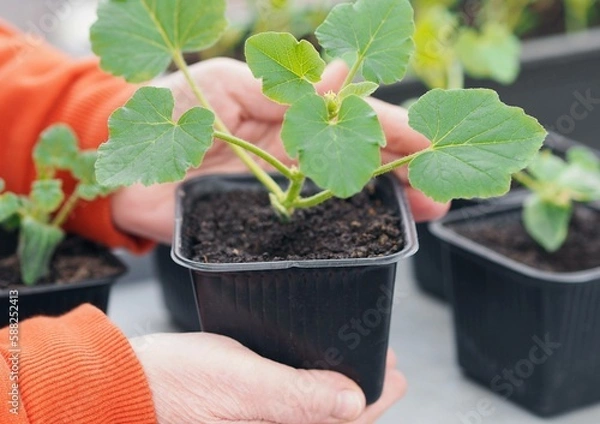 Fototapeta Growing seedlings of pumpkin,cucumbers or zucchini in pots with organic soil.Female hands take care of plants.Agriculture and vegetable growing concept.