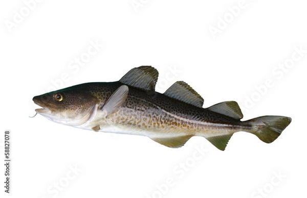 Obraz codfish