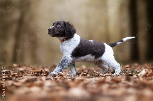 Obraz english springer spaniel puppy