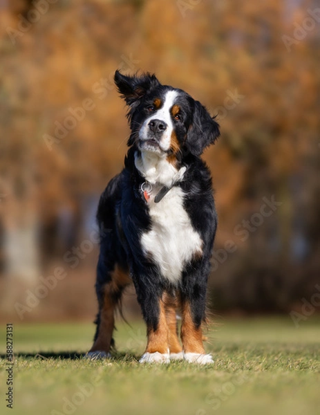 Fototapeta bernese mountain dog