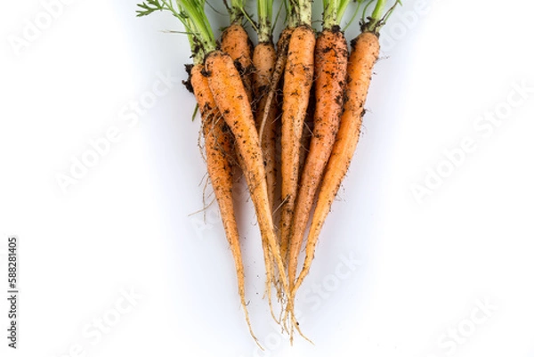 Fototapeta freshly picked carrots