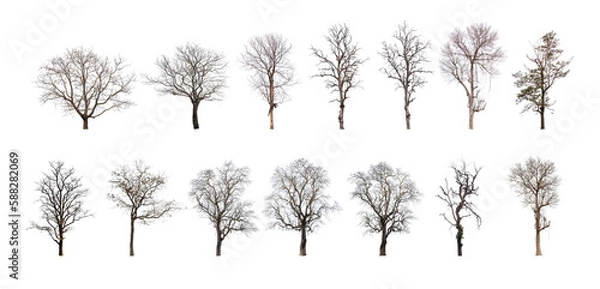 Obraz Kolekcja martwego drzewa, suche drzewo na białym tle