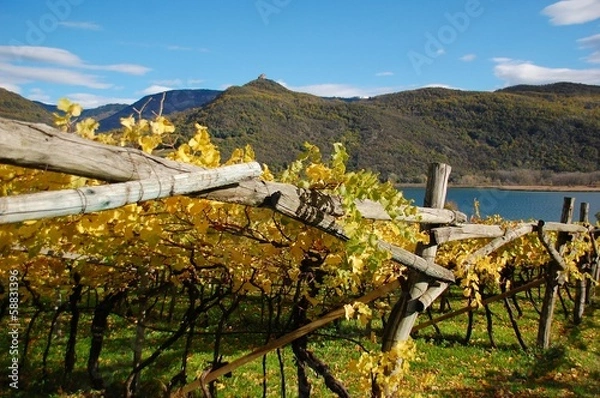 Obraz Vigneto sul Lago di Caldaro