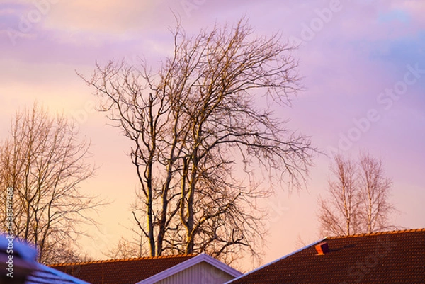 Fototapeta Tree in sunset