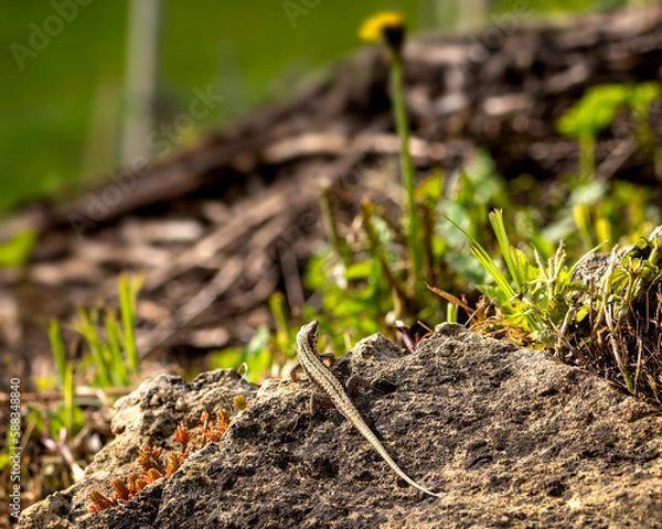 Obraz Gecko lizard sitting on a stone