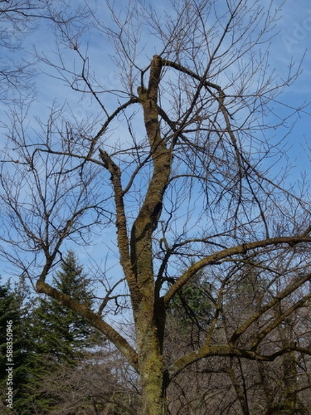Obraz 冬枯れの公園の景色