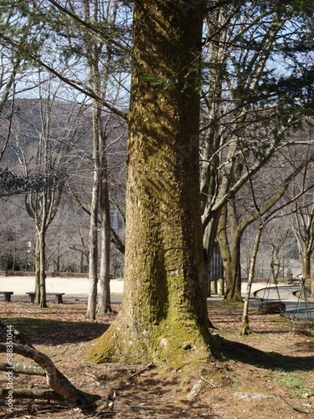 Obraz 冬枯れの公園の景色