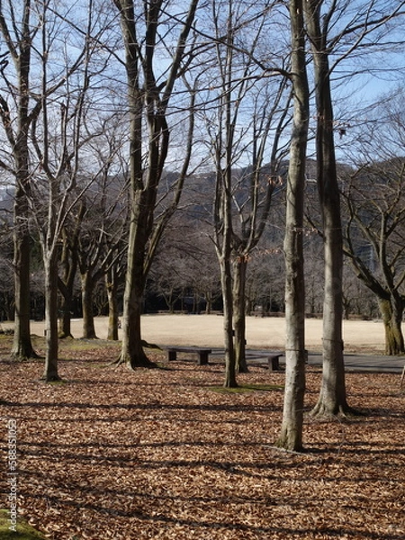 Obraz 冬枯れの公園の景色