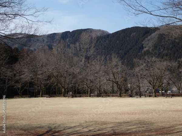 Obraz 冬枯れの公園の景色