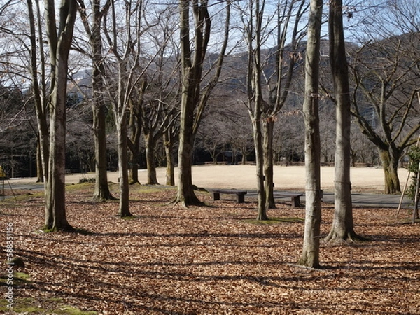 Obraz 冬枯れの公園の景色