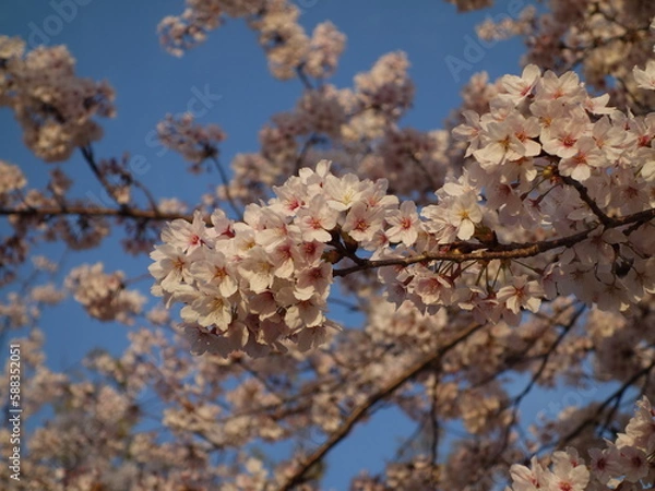 Obraz 満開の桜の花