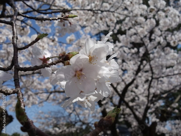 Obraz 青空の下の満開の桜の花