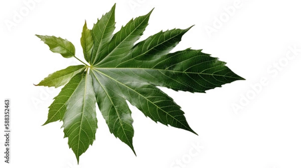 Fototapeta 植物、緑、観葉植物、自然、葉