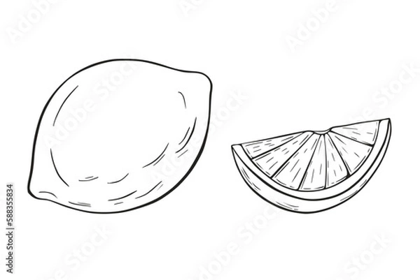 Obraz Lemon and slice. Black and white vector illustration, sketch, pen and ink, freehand line drawing for logos, patterns, food design. On a white isolated background