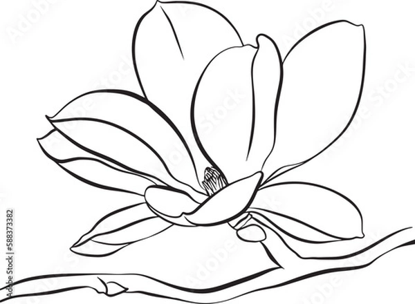 Fototapeta Magnolia Flowers. Black and white line illustration of magnolia flowers on white background. Botanical vector sketch line floral art. beautiful monochrome, twig blossoming magnolia tree