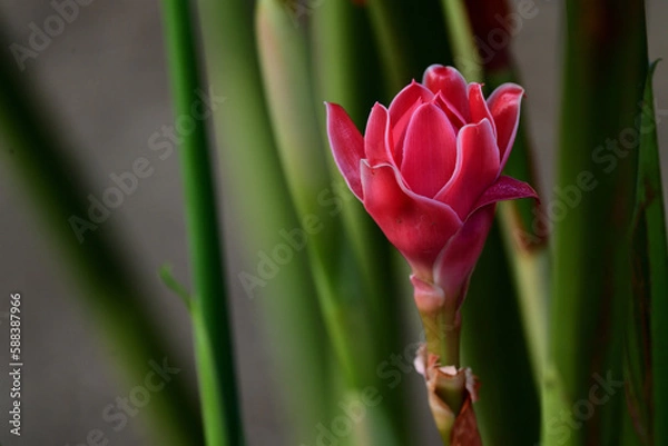 Obraz Torch Ginger