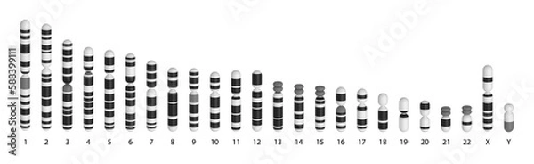 Obraz Human chromosomes ideogram