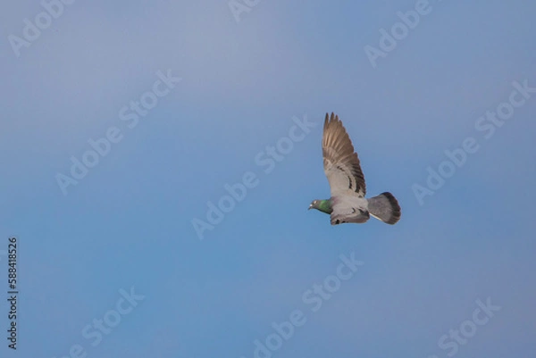 Fototapeta bird in flight