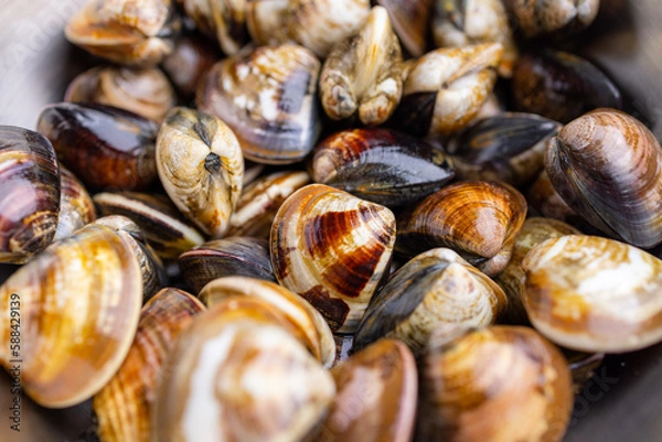 Fototapeta Fresh raw uncooked clam for hot pot