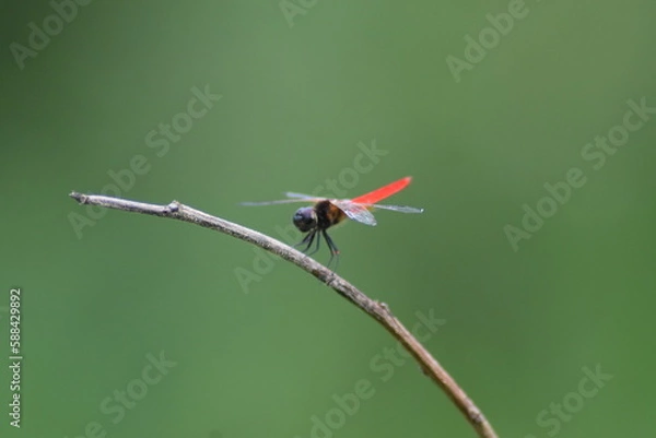 Fototapeta Dragon fly