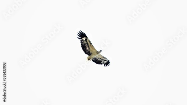 Fototapeta White bellied fish eagle