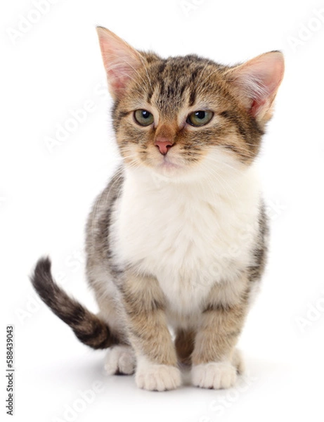 Fototapeta Kitten on white background.