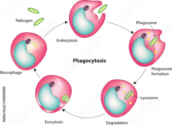 Obraz Phagocytosis