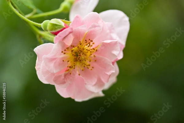 Fototapeta beautiful pink roses on the tree