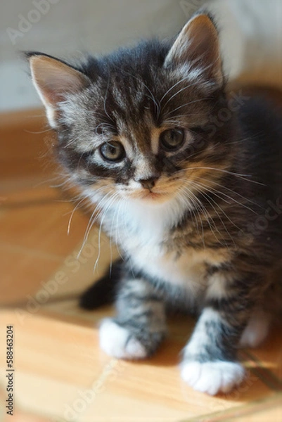 Fototapeta Kitten close-up