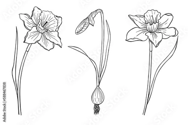 Obraz Set of three daffodils painted with a line. Flowers for coloring. Design element.