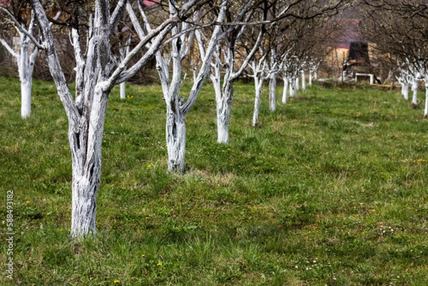 Fototapeta Fruit trees in spring. Painted white to protect against insects.