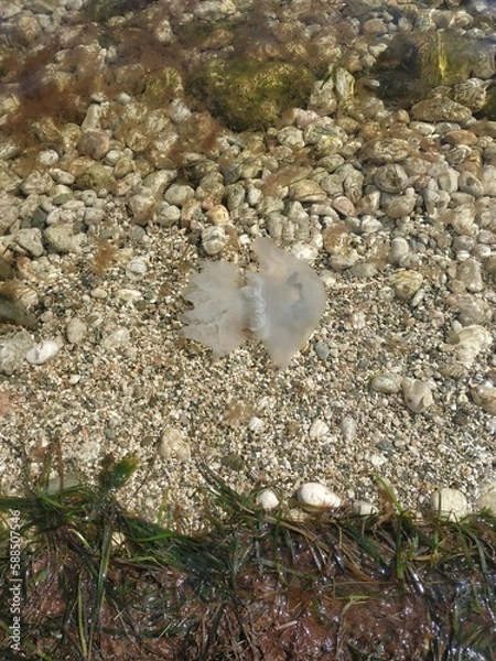 Obraz Photo of a transparent small jellyfish with tentacles floating in the sea. There are colorful sea rocks and algae around the jellyfish.