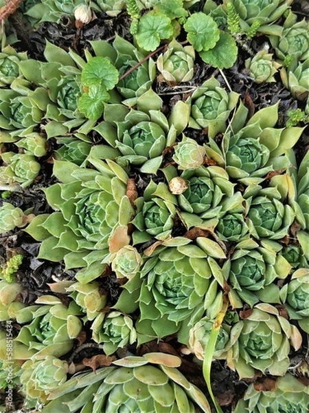 Obraz Macro photo of a saxifrage plant with green pointed leaves. The photo was taken in close-up on a garden plot on a sunny summer day. It can be used as a beautiful bright background or thematic image.