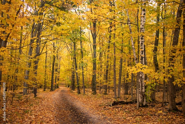 Obraz autumn in the forest