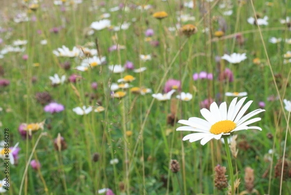 Obraz daisies in the meadow