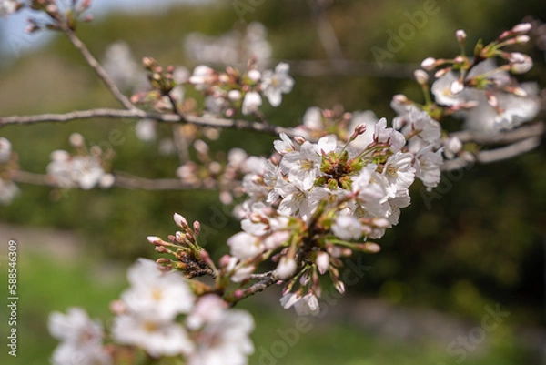 Obraz 春の桜の風景