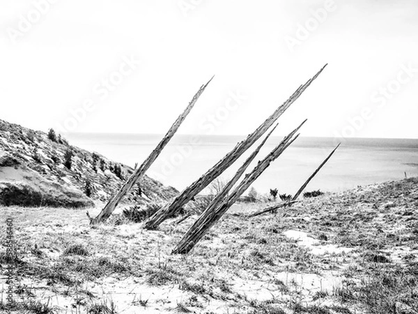 Fototapeta Dead Forest in the Sand Dunes of Sleeping Bear Dunes, Michigan