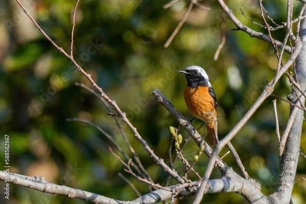 Fototapeta 木陰でのんびりくつろぐジョウビタキ オス