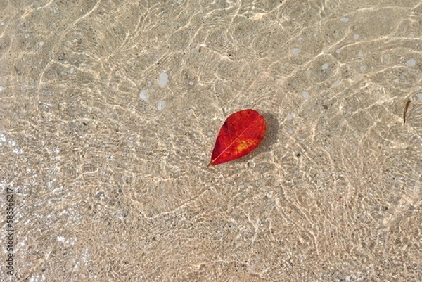 Fototapeta leaf on beach