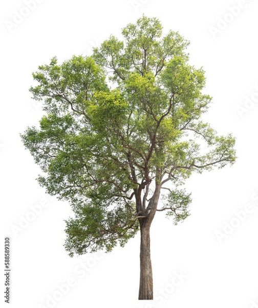 Fototapeta Green tree isolated on transparent background with clipping path, single tree with clipping path and alpha channel.