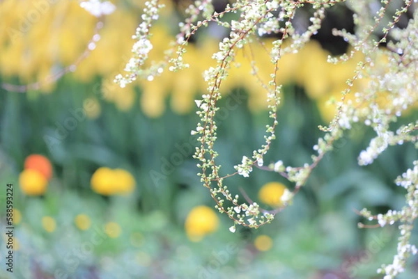 Fototapeta 風に揺れるユキヤナギ