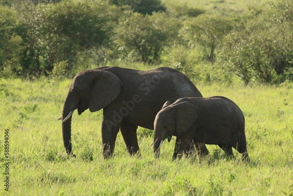Fototapeta 草原を歩く像の親子