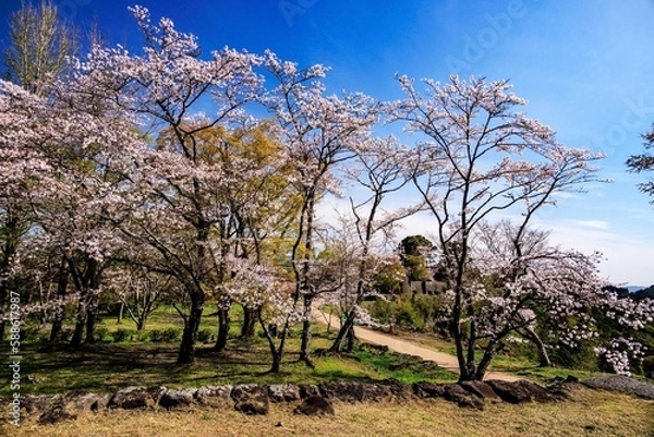 Obraz 岡城址の桜