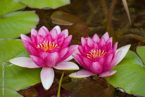 Obraz eine Wasserrose